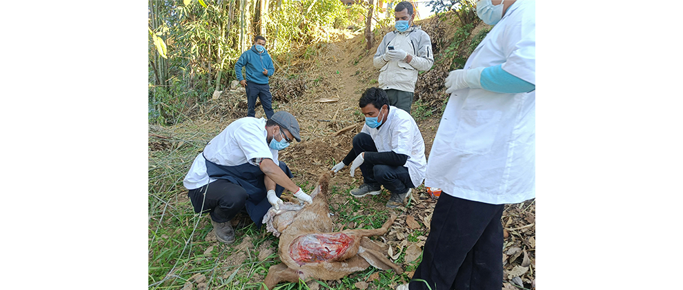 Slider Image: Brucellosis disease outbreak investigation, salyan